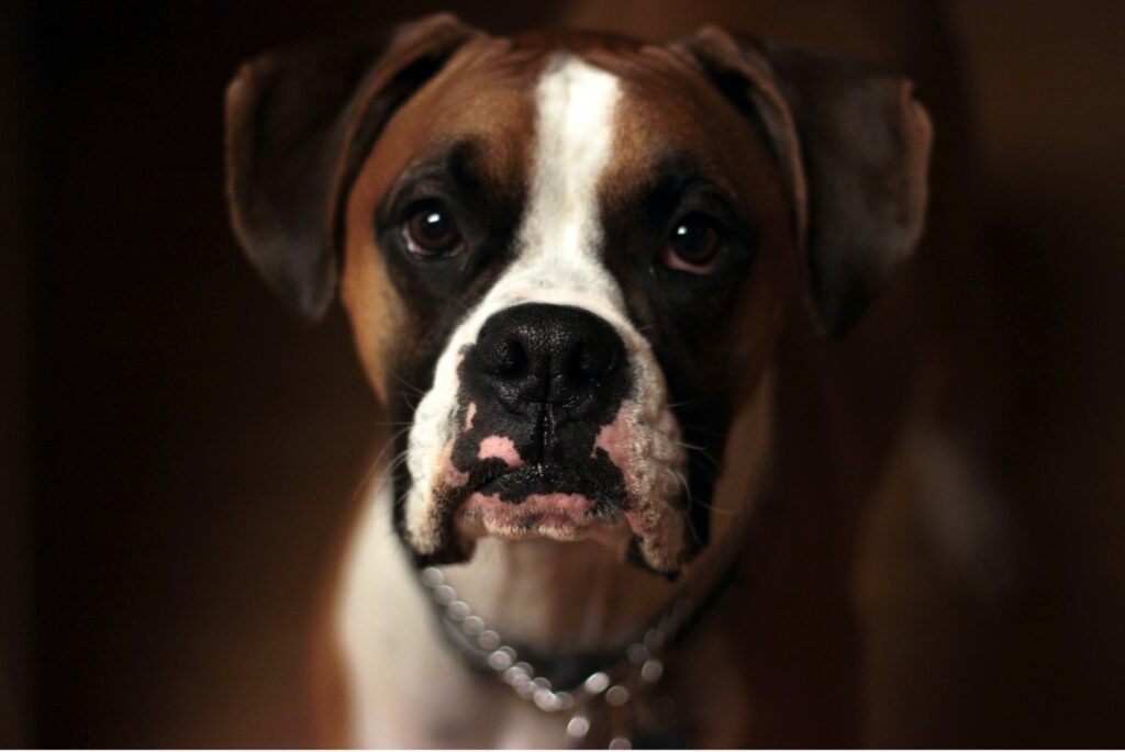 Boxer Canine Companion