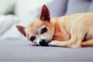 Chihuahua Canine Companion