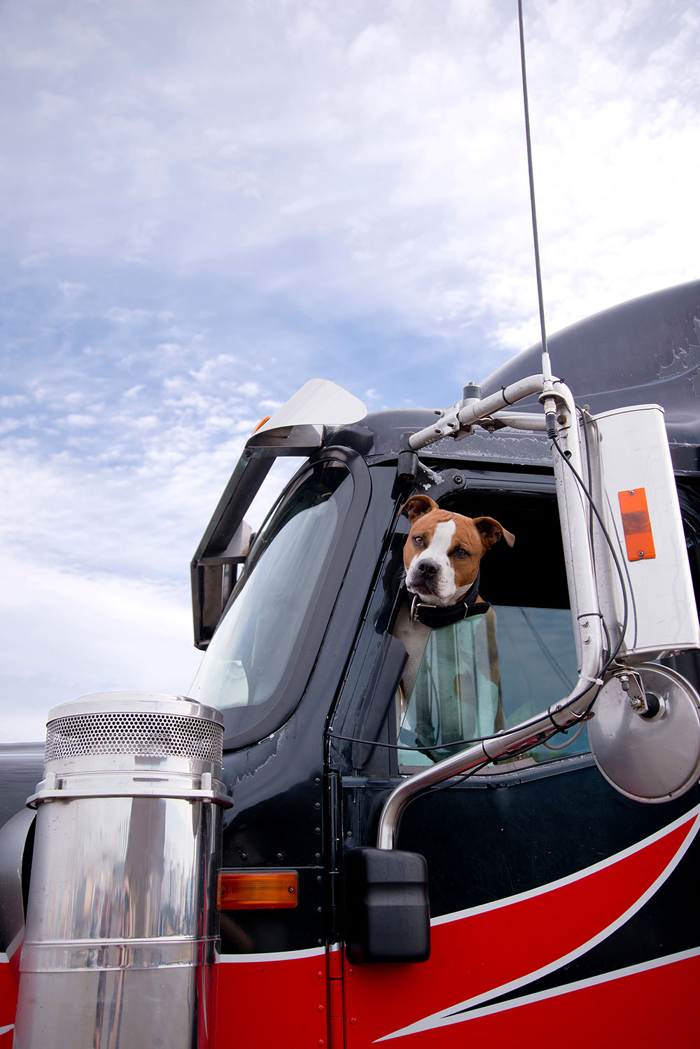 trucking safely with a dog